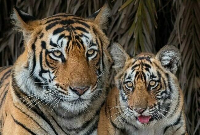 Taj & Tigers!