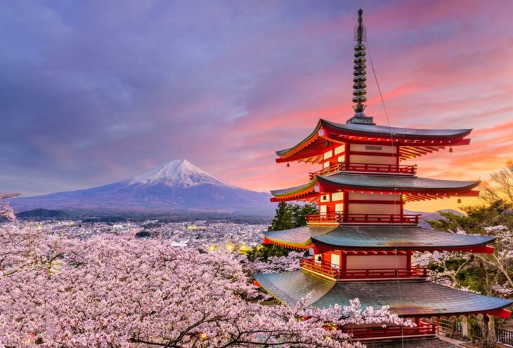 Japan Cherry Blossom Explorer