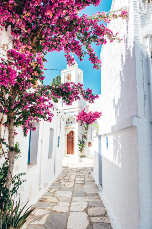 Pretty pink bougainvillea among white houses of Pyrgos, Santorini 