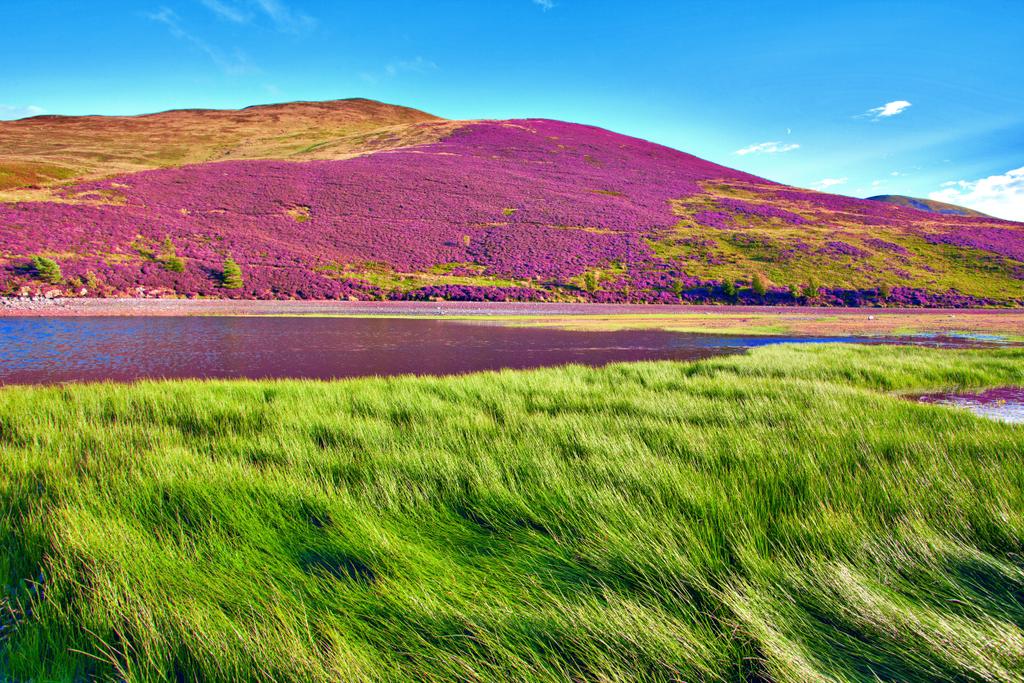 Colorful landscape scenery of hill slope covered by violet heather flowers and green valley, mountains and cloudy blue sky on background. Pentland hills, Scotland