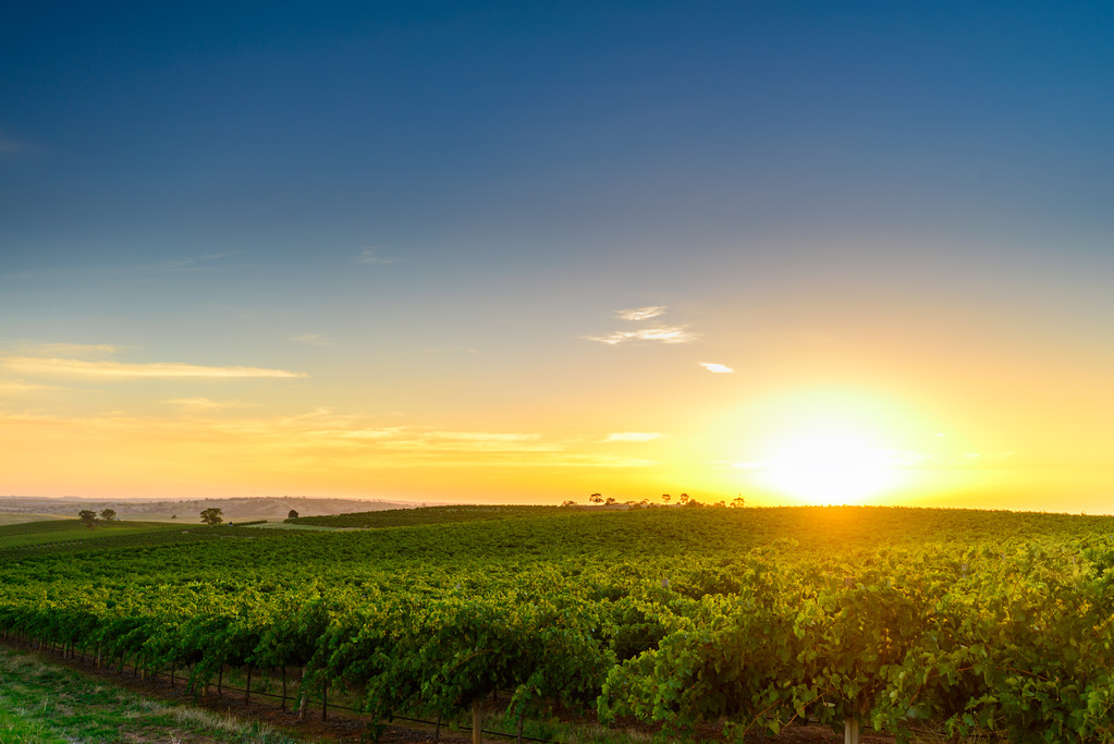 Wine valley at sunset at Barossa, South Australia