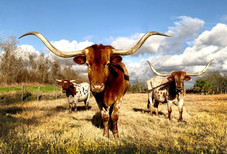 cows, texas